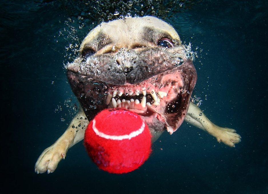 #3 Seth Casteel - Dogs Underwater