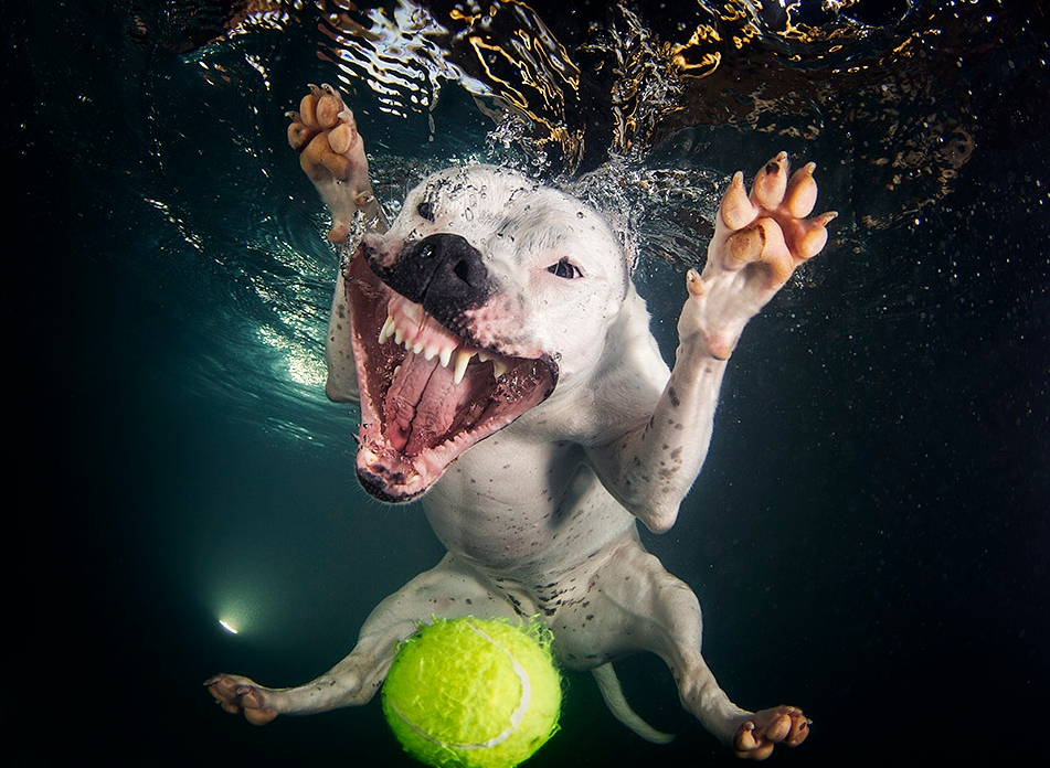 #1 Seth Casteel - Dogs Underwater