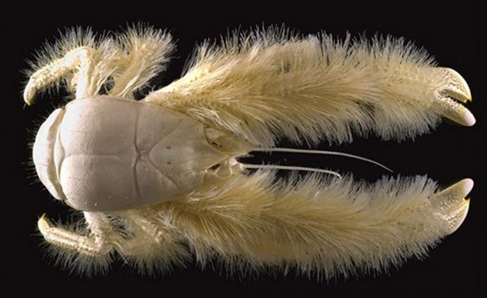 ** EMBARGOED UNTIL 1 P.M. EST, SUNDAY, DEC. 10, 2006 ** This undated handout photo provided by the Census of Marine Life shows a Kiwa hirsuta, the Yeti crab, a new species found near Easter Island. Credit: (AP Photo/Ifremer, A. Fifis)
