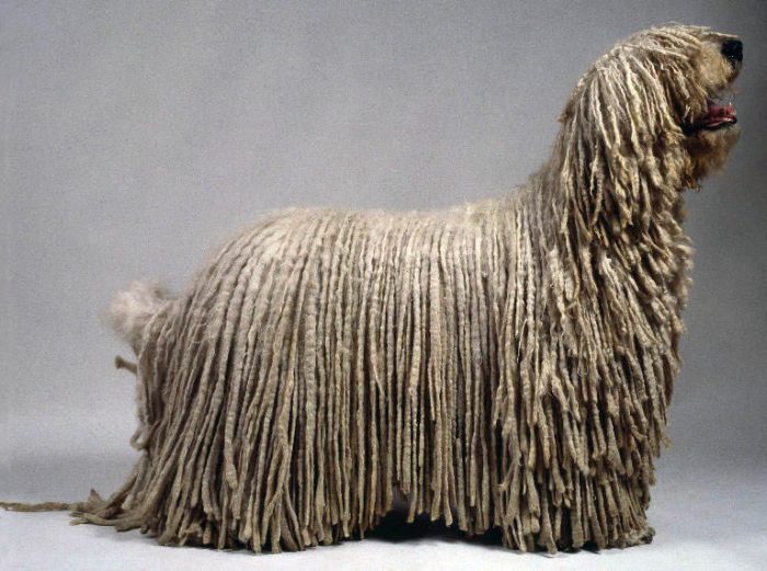 gruppo-1-komondor