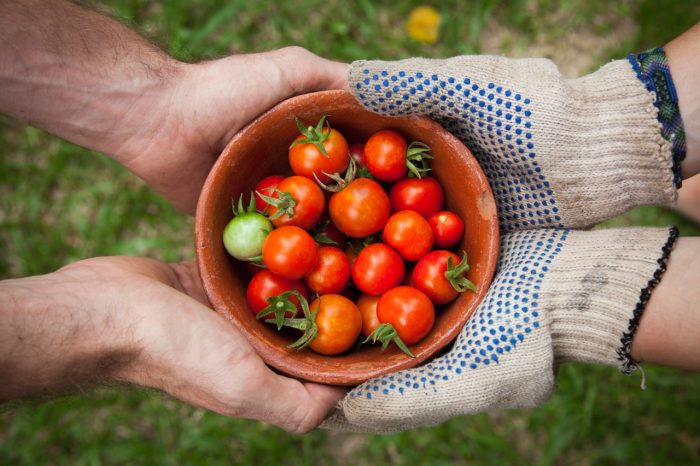 benefici pomodori