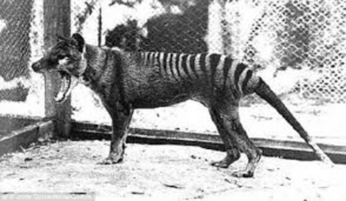 foto storiche – tigre-della-tasmania
