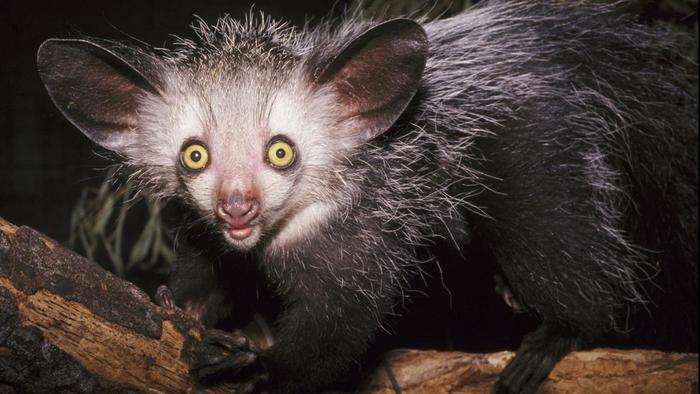 why-are-aye-ayes-endangered_412d73db0cc69235