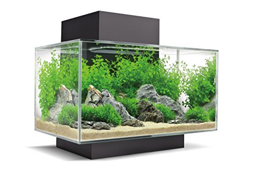 acquario fluval con rocce